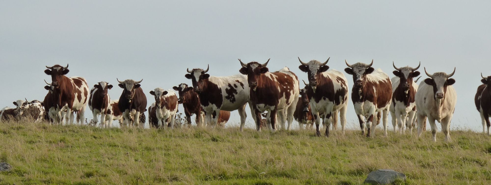 Ferrandais cows in an open field