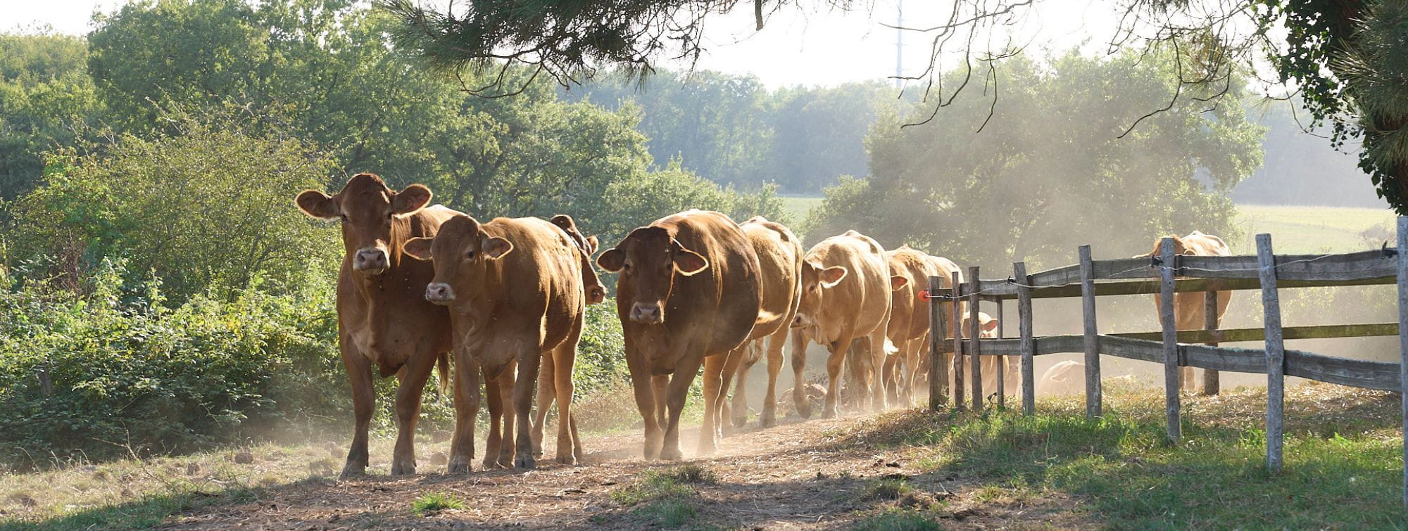 Limousine cows