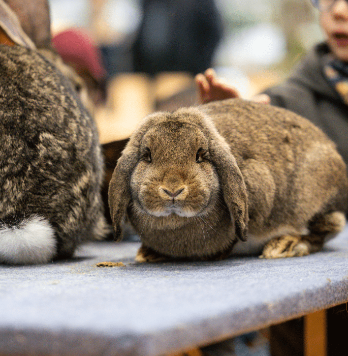 bunny-educational-farm