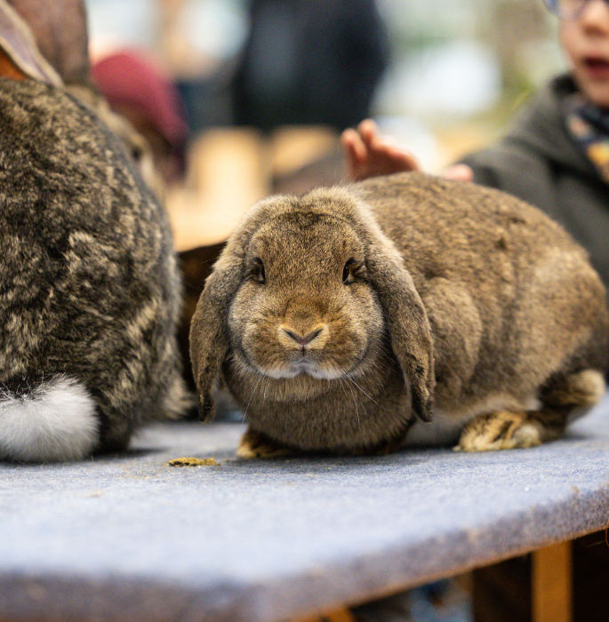 bunny-educational-farm