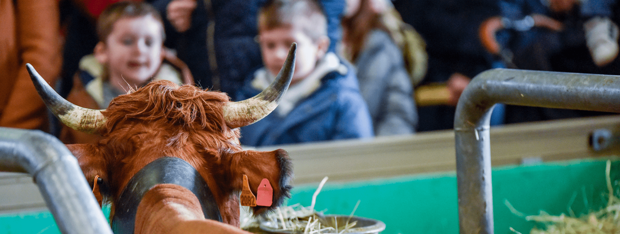 children-in-front-of-cow-sia