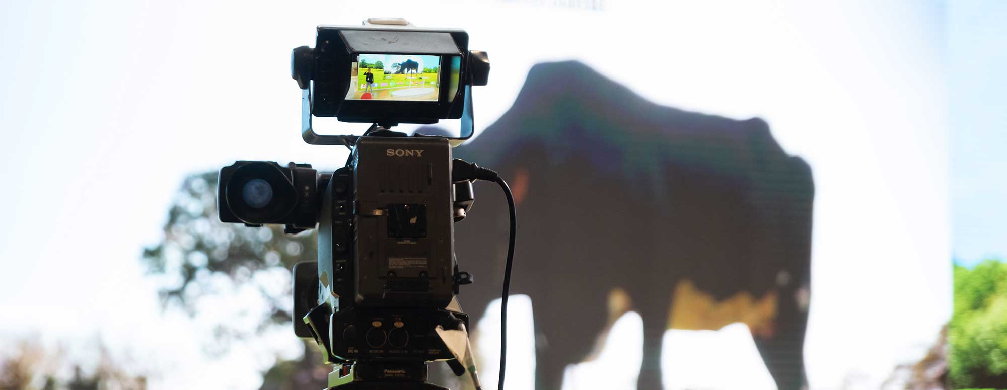 Camera in front of a panel showing a cow