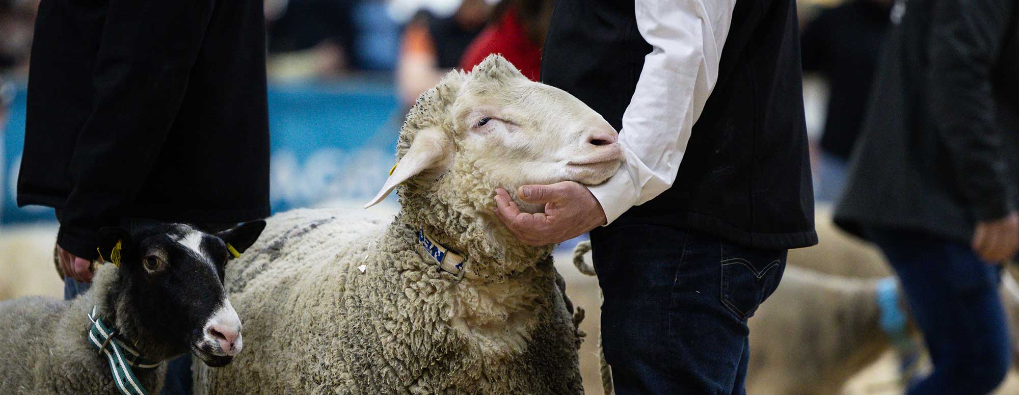 Man petting a sheep