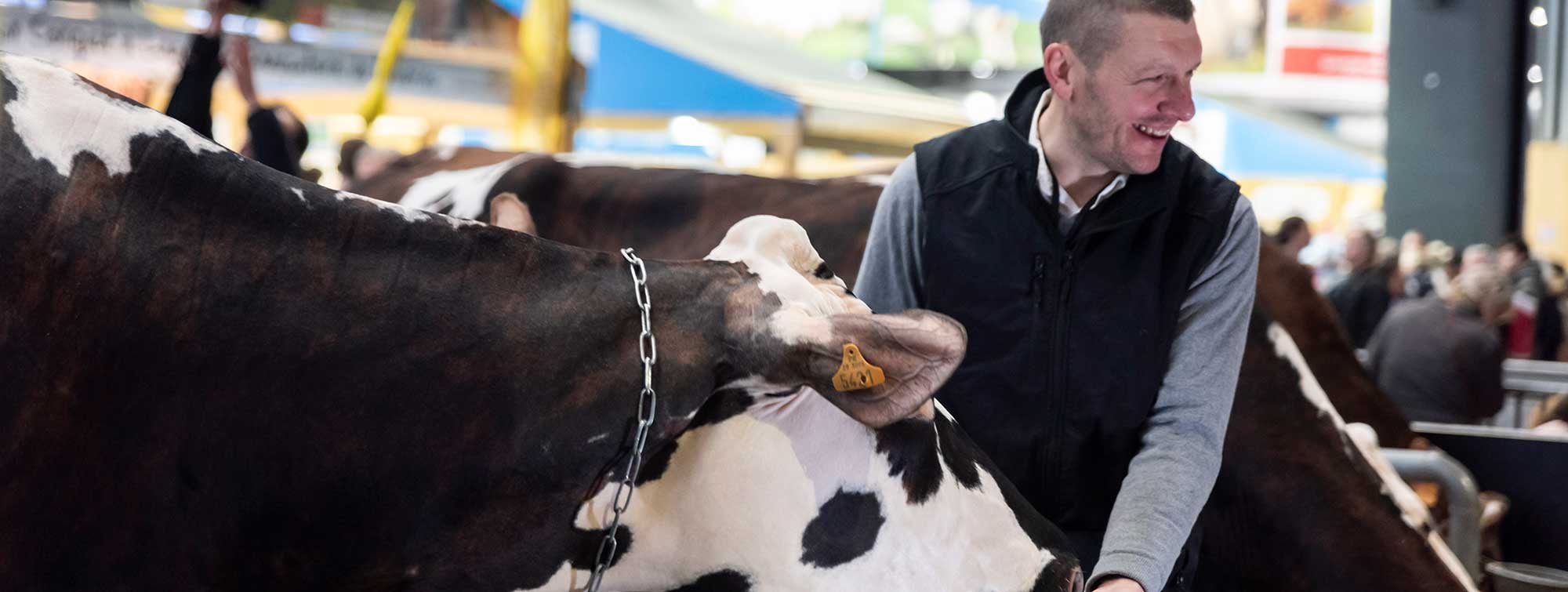 Agriculteur donnant à manger à une vache