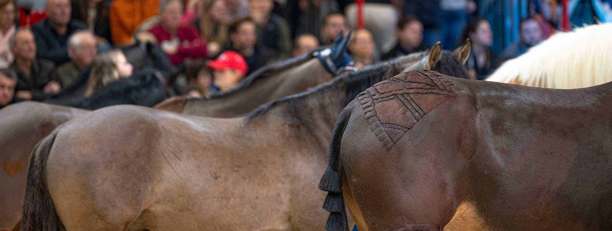 Spectators looking at horses during the Grand Parade