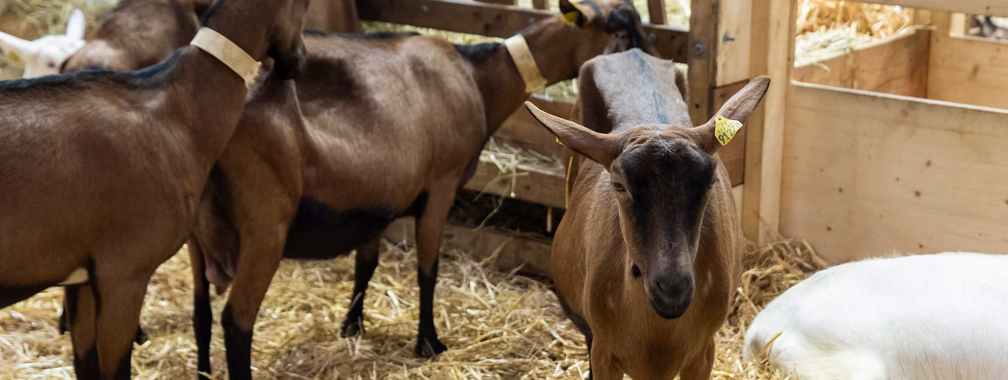 Goats in their enclosure