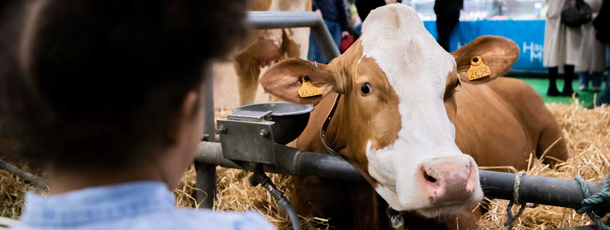 Enfant regardant une vache dans l'enclos