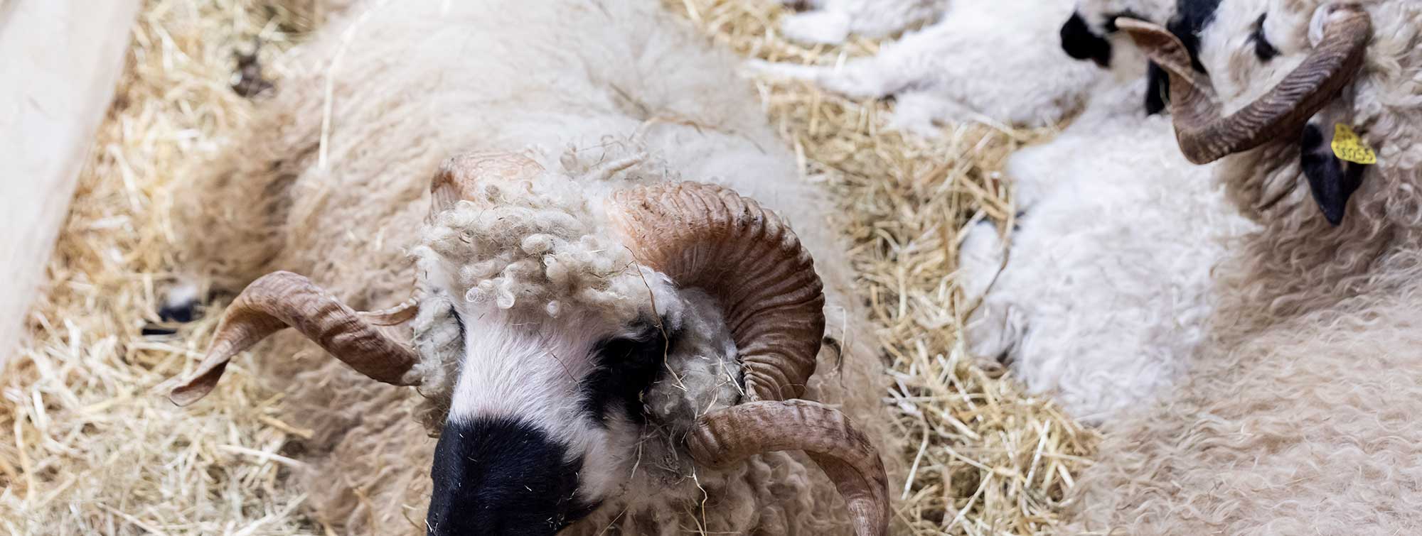 Moutons couchés dans leur enclos