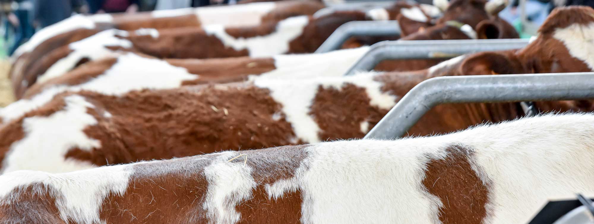 Zoom sur le pelages des vaches