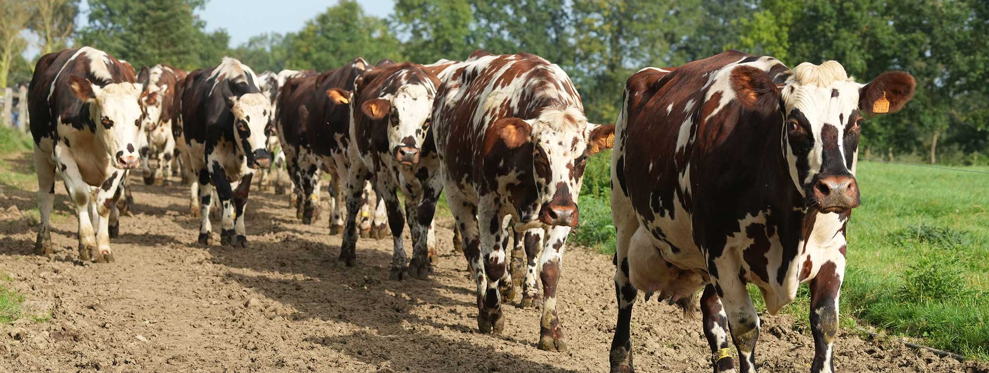 Normande breed cows