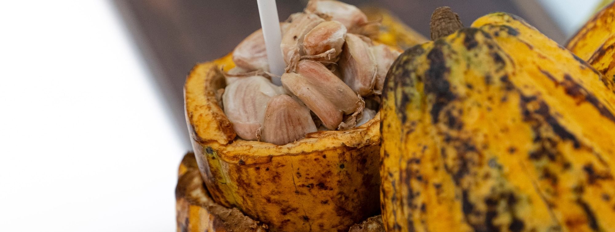 Côte d’Ivoire, Country in the Spotlight at SIA 2026