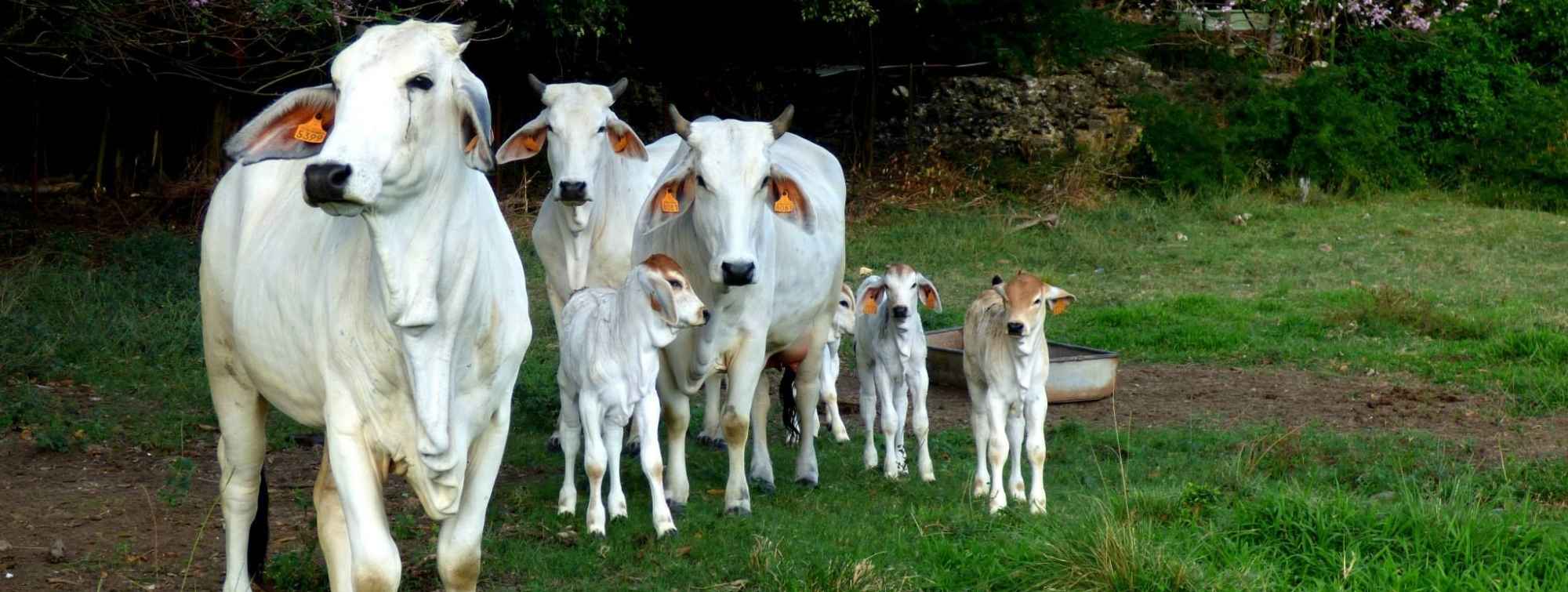 Groupe de vaches Brahman blanches avec leurs veaux dans un champ verdoyant