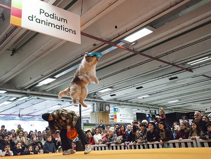 Chien faisant de la dog dance