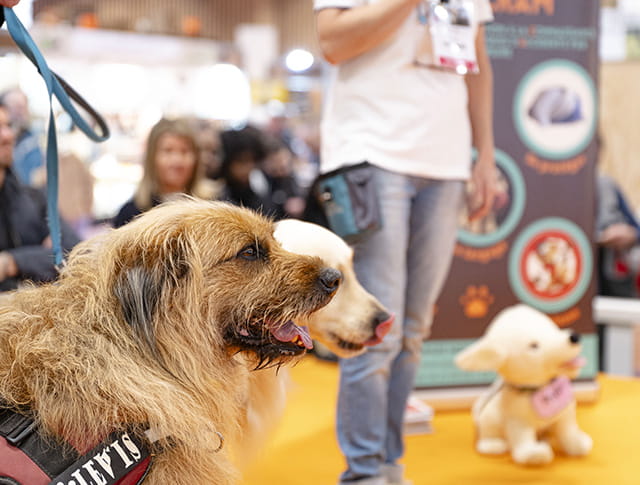 Deux chiens en laisse