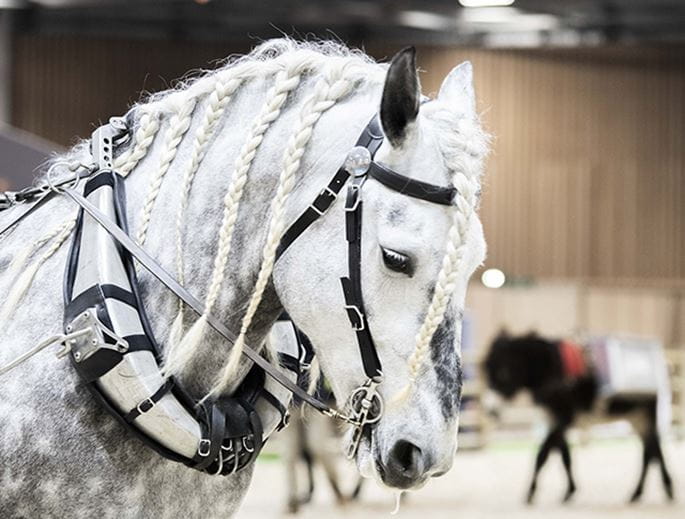 Braided horse in procession