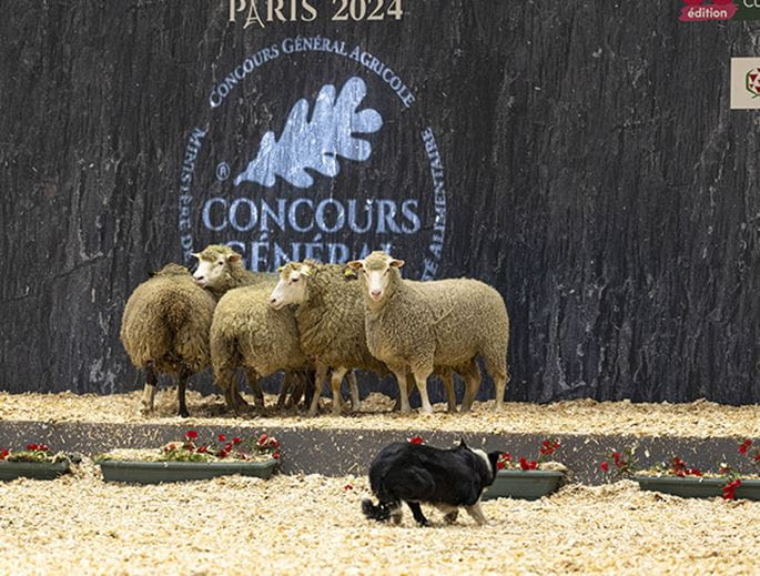 Dog leading sheep in front of the Agricultural Show sign