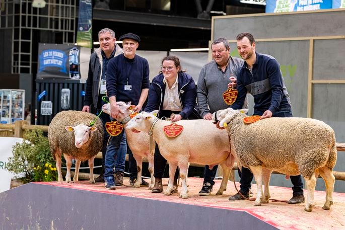 Sheeps on the CGA podium