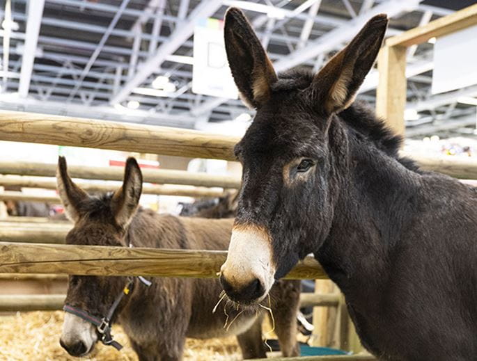 Two donkeys in their parc