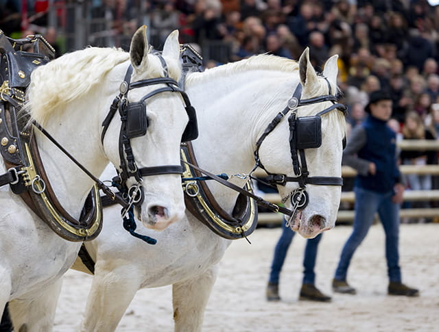 Défilé de chevaux et d'attelages