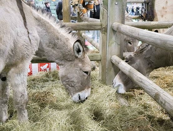 Deux ânes mangeant du foin