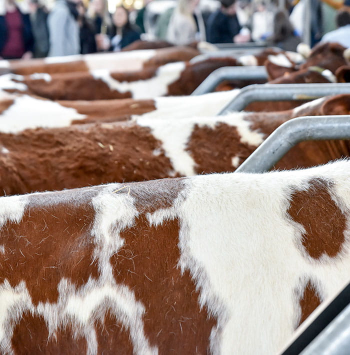 Zoom in on cows' coats