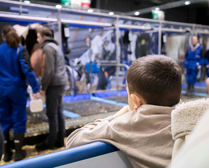 Enfant regardant les vaches