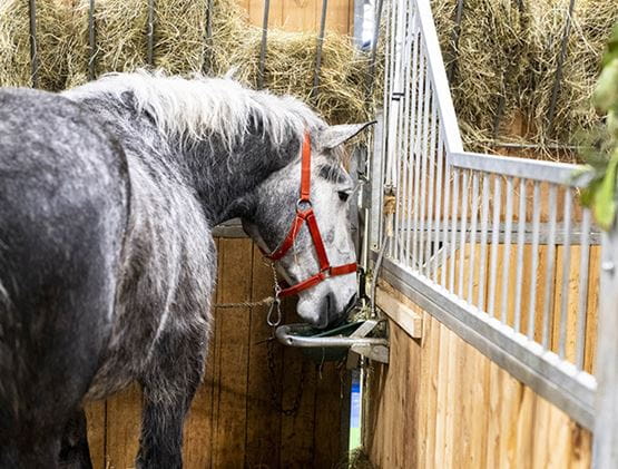 Grey horse in its box